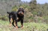 JAGDTERRIER ALLEMAND 023
